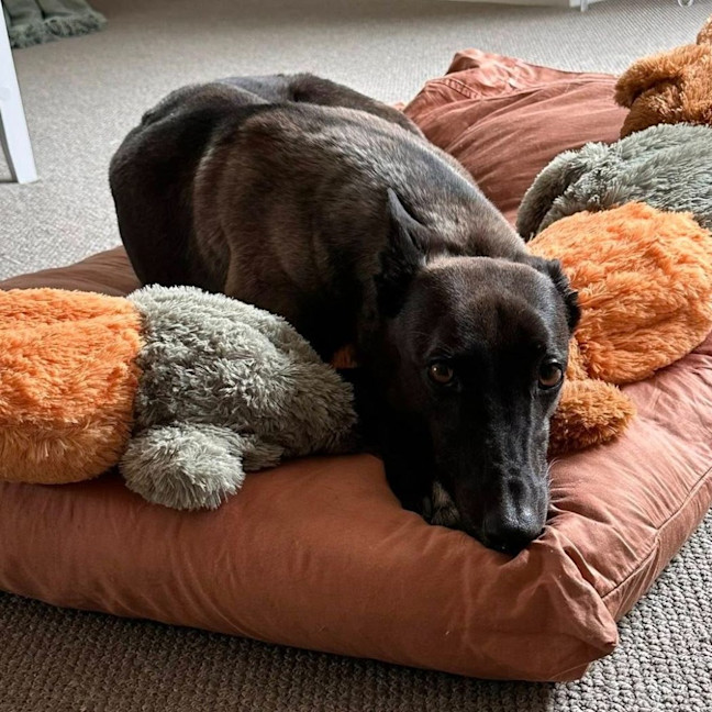 Photo of Arna The Greyhound