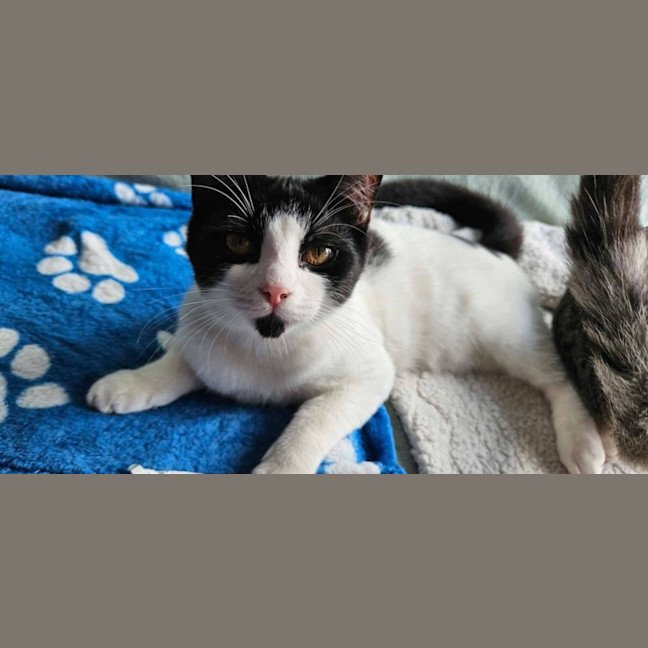 Photo of Domino 