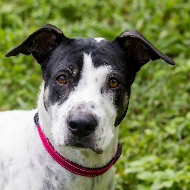 Photo of Patches