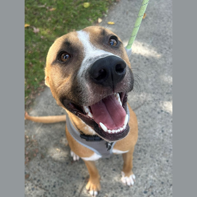 Photo of D1096 Diggy