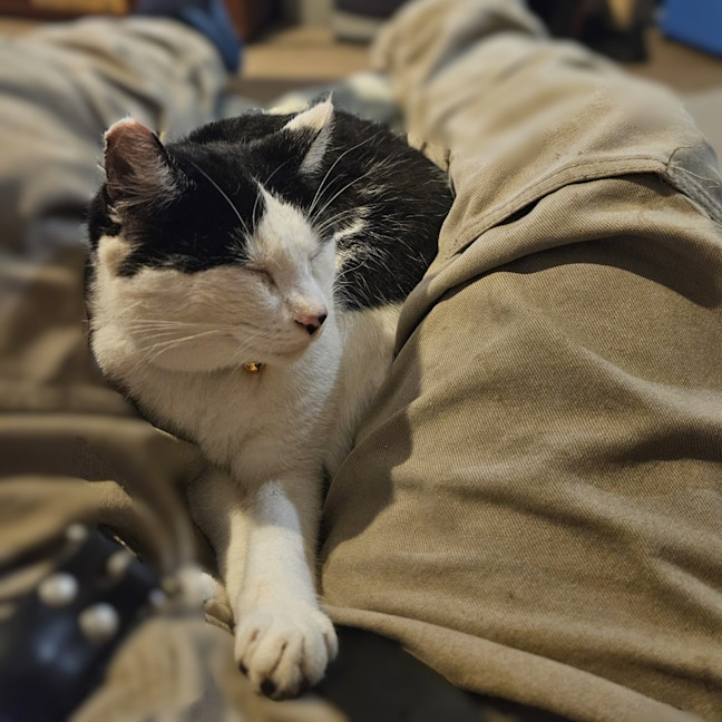 Photo of Purrdy