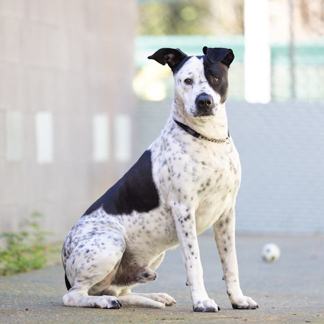 Photo of Axel