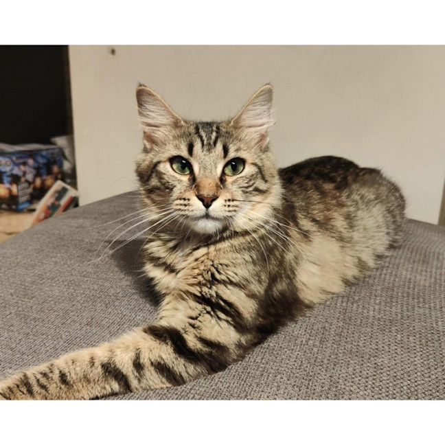 Photo of 12239   Lula