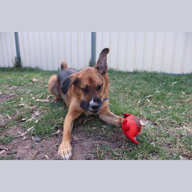 Photo of Tulip