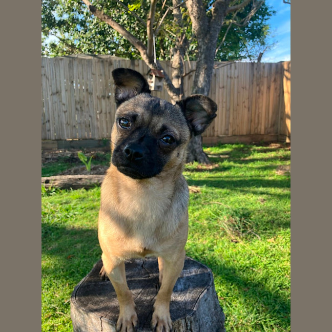 Photo of Minnie 🐭