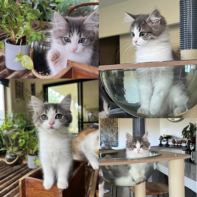 Photo of Electra
