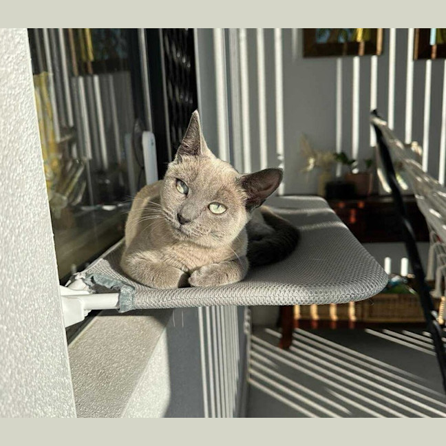 Photo of Jazzi 