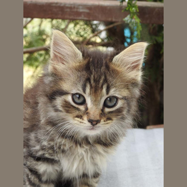 Photo of Frankie