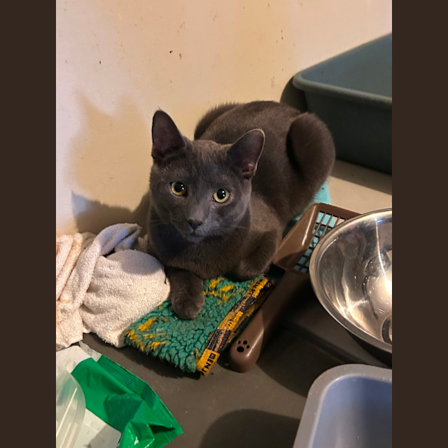 Photo of Maverick 