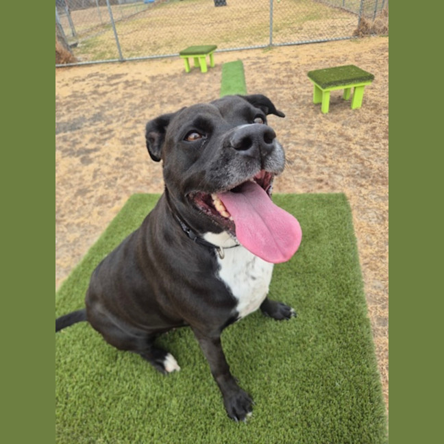 Photo of Angel (68218)