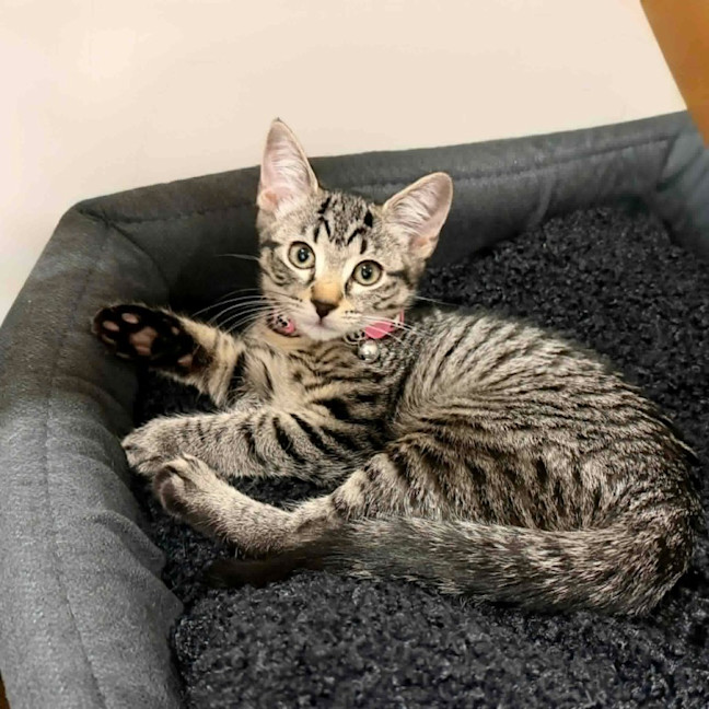 Photo of Sashy ** 2nd Chance Cat Rescue **