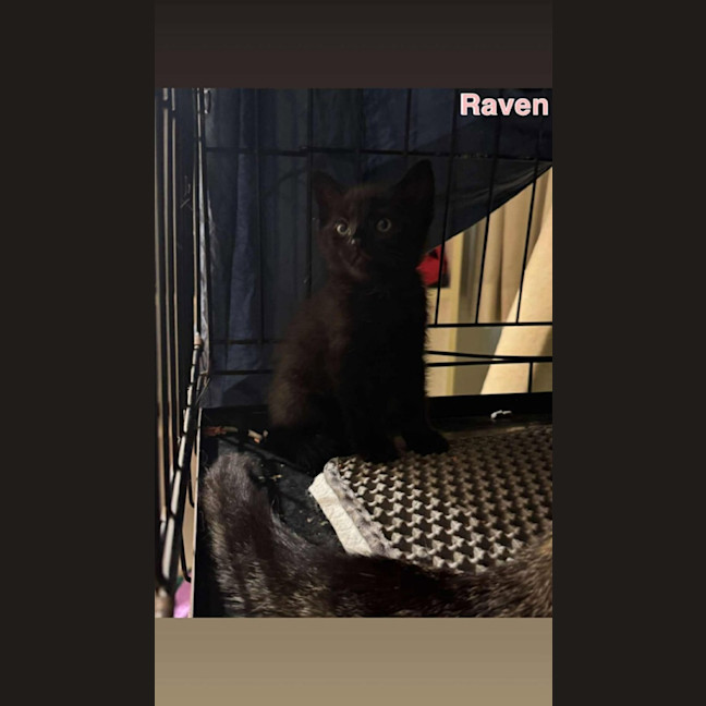 Photo of Raven