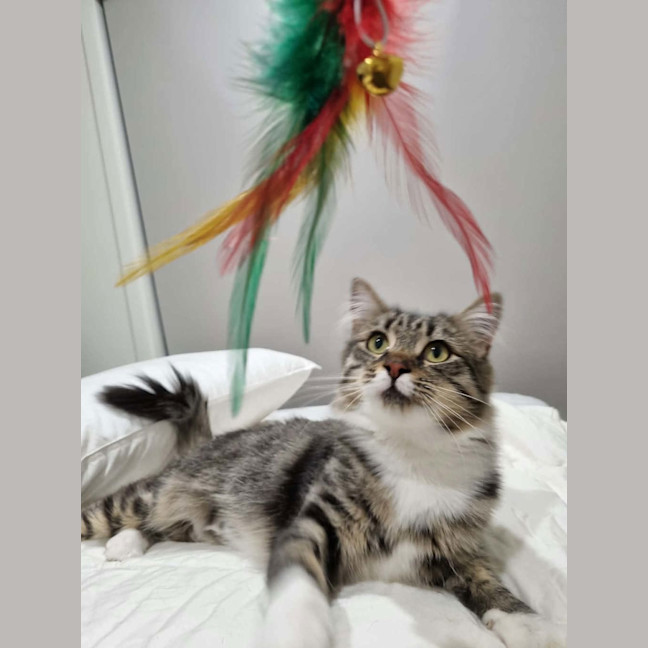 Photo of Sugar