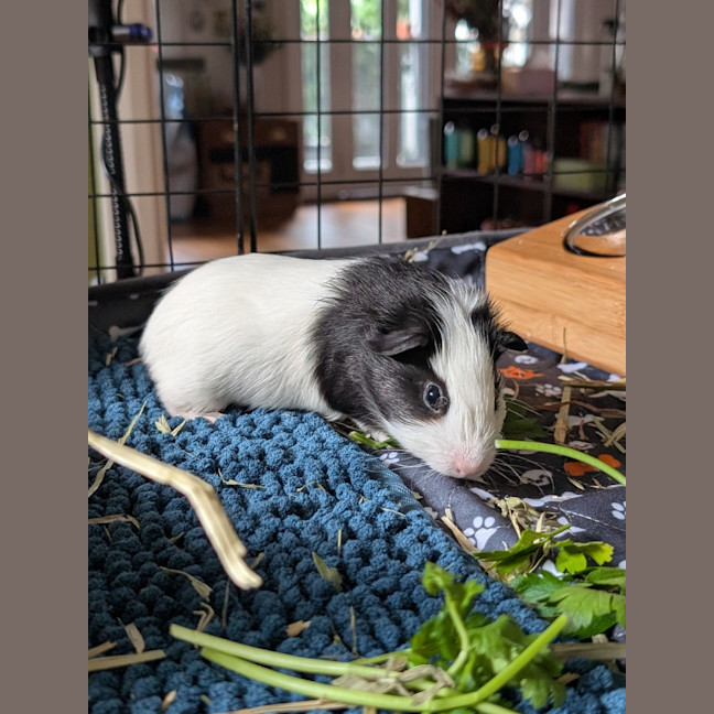 Photo of Dipper / Nipper