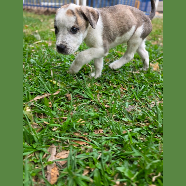 Photo of King Julien! 