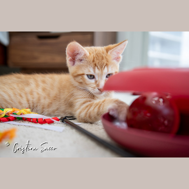 Photo of Achilles
