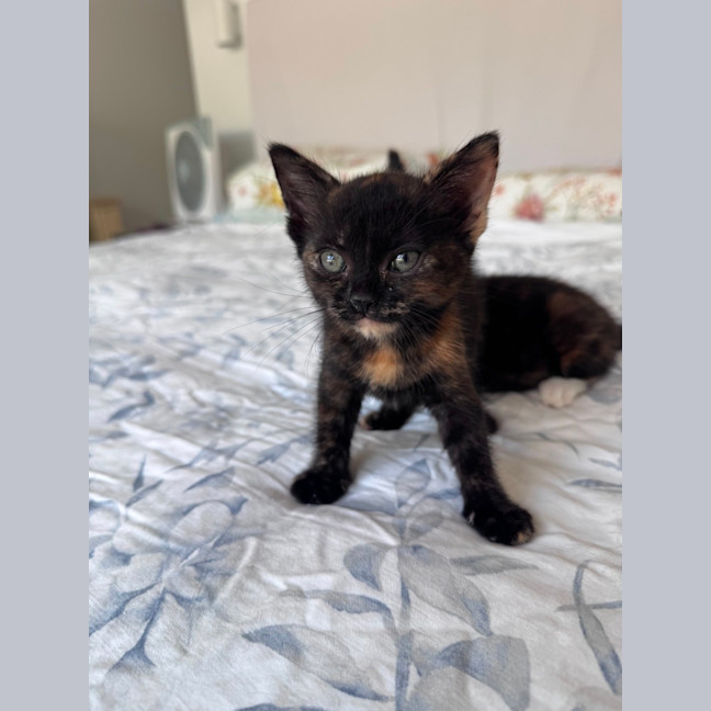 Photo of Gypsy 🧡