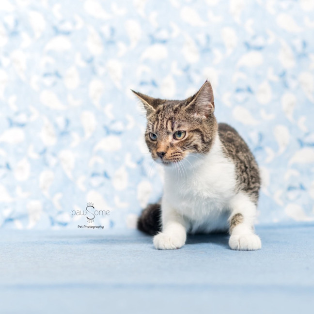 Photo of Atlas **2nd Chance Cat Rescue**