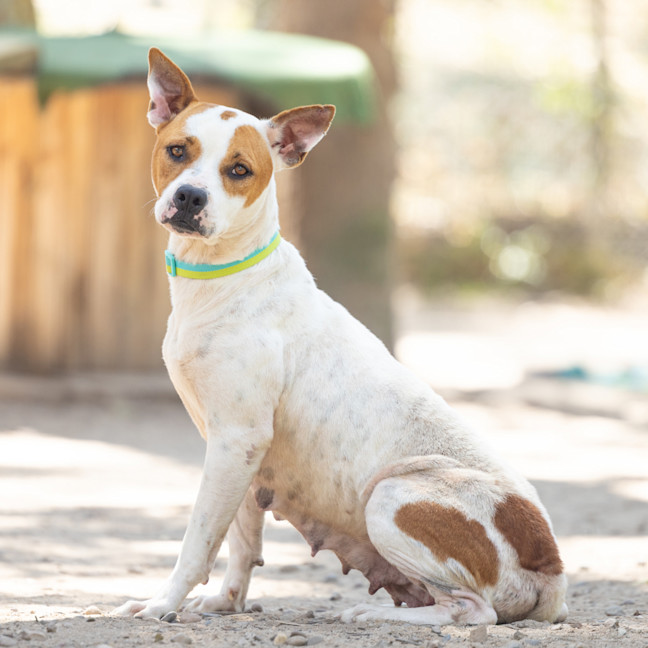 Photo of Nala