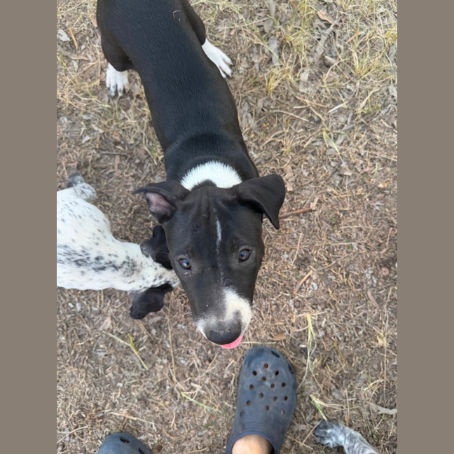 Photo of Boba (Bessie's Puppy)