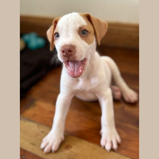 Photo of Reggie/Jingle