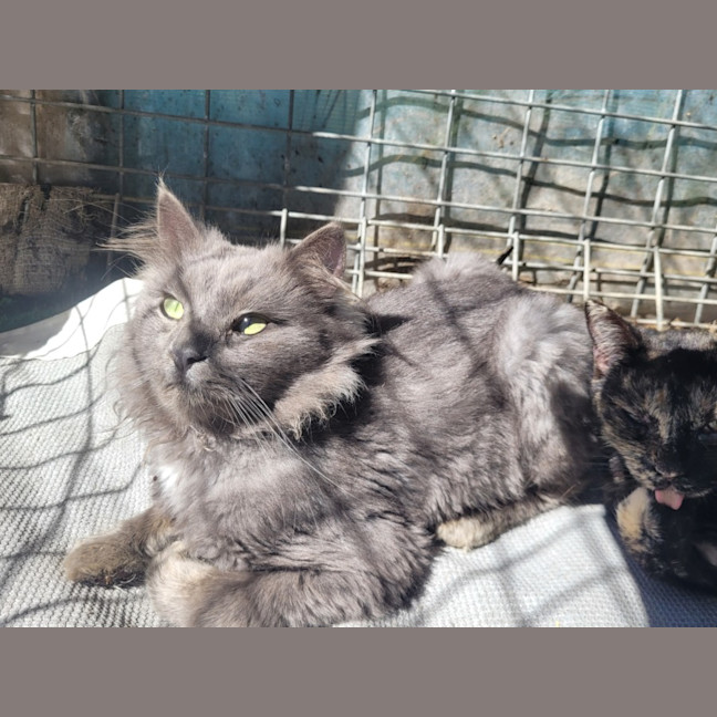 Photo of Phoenix 🔥 