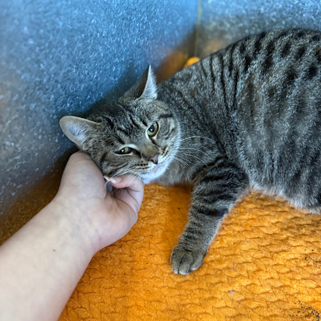 Photo of Paprika