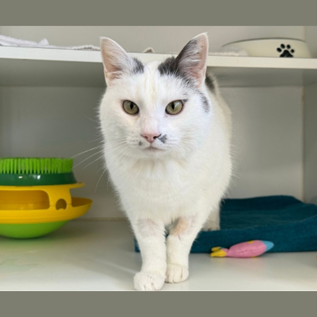 Photo of Casper