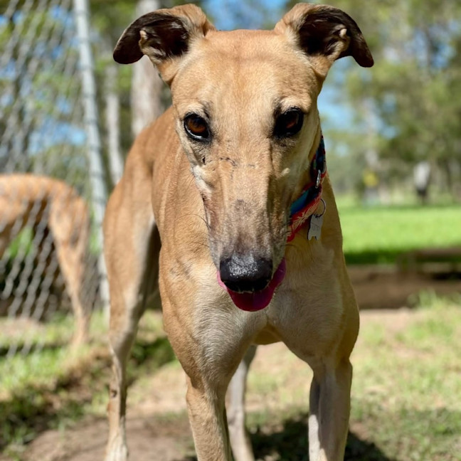 Photo of Sakura The Greyhound