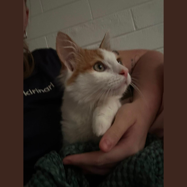 Photo of Simba