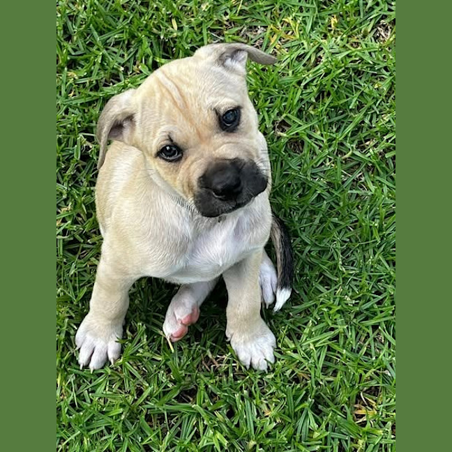 Photo of Dune Dennis