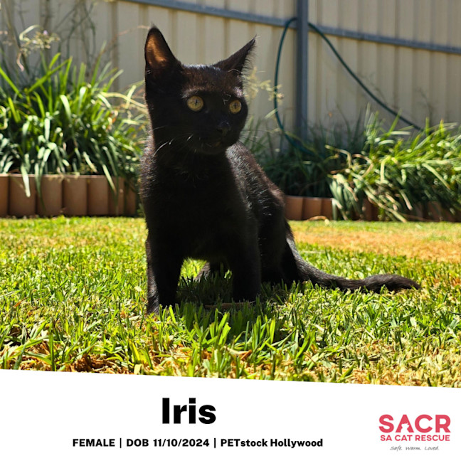Photo of Iris