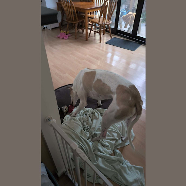 Photo of Buzz, The Greyhound
