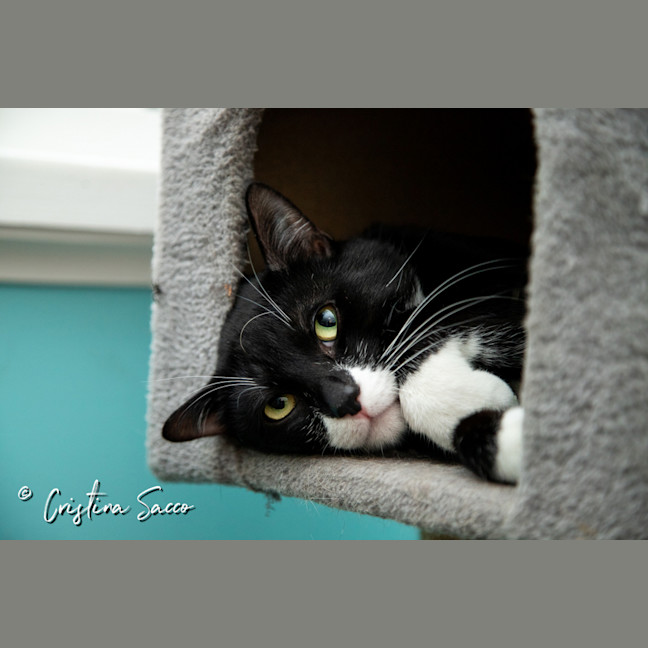 Photo of Frankie