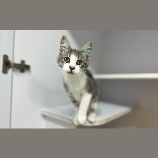 Photo of Flossy