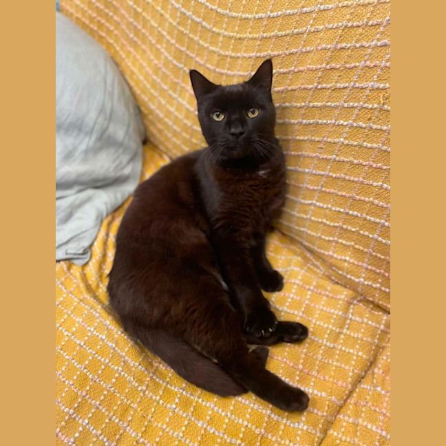 Photo of Remy
