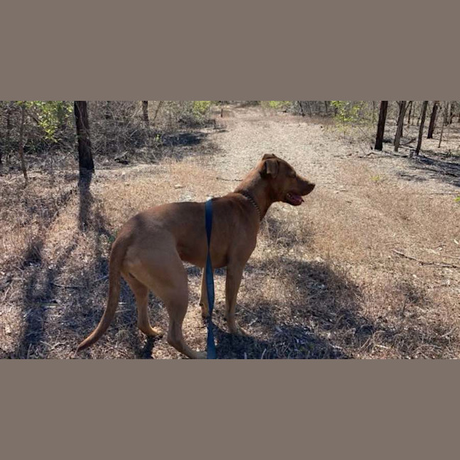 Photo of Toby