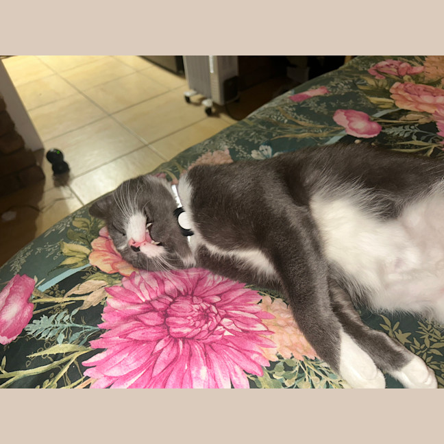 Photo of Cashew