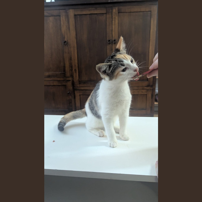 Photo of Miss Muffet