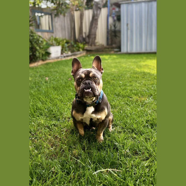 Photo of Nugget   2 Year Old French Bulldog X