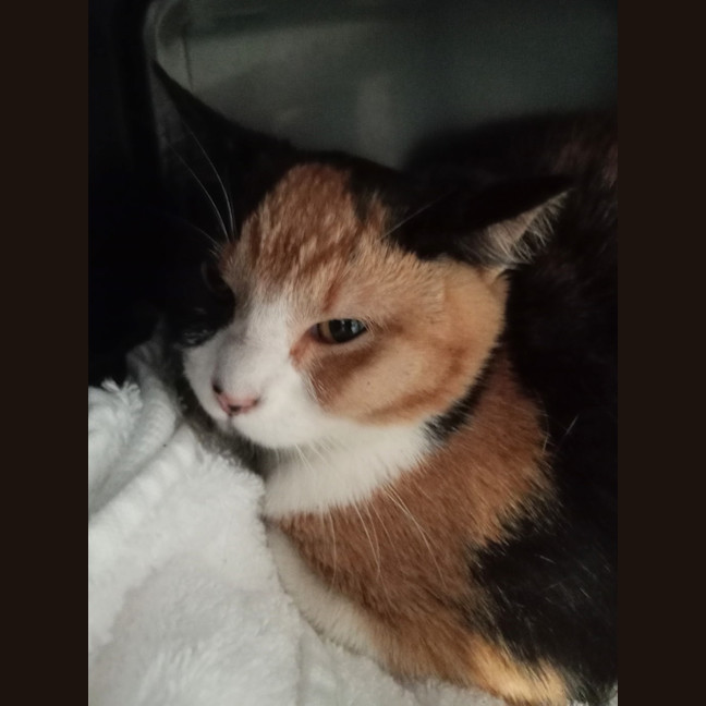Photo of Daisy