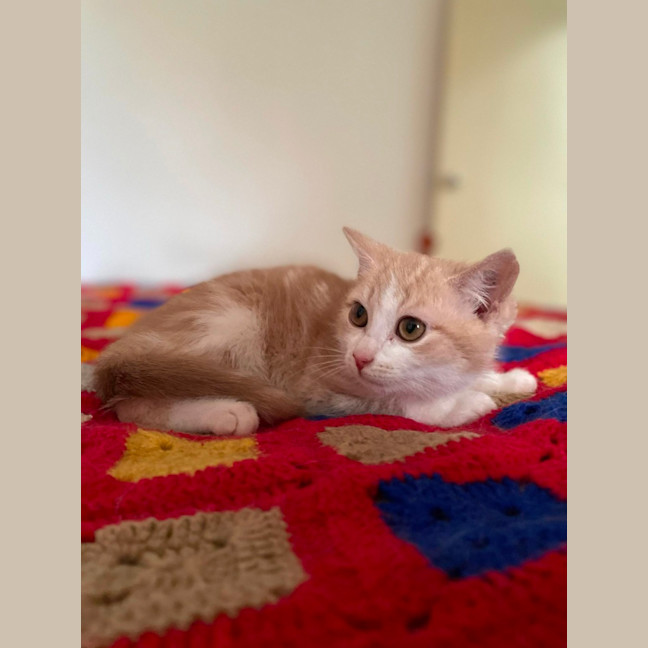Photo of Harris**2nd Chance Cat Rescue**