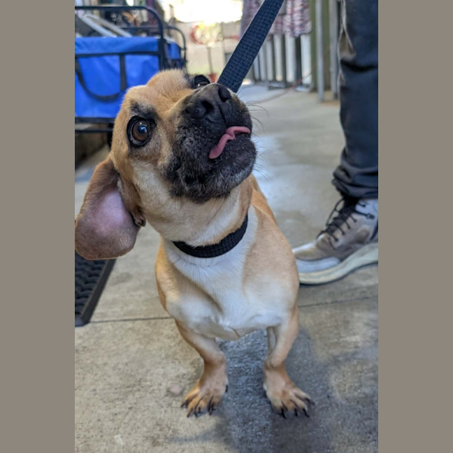 Photo of Henry