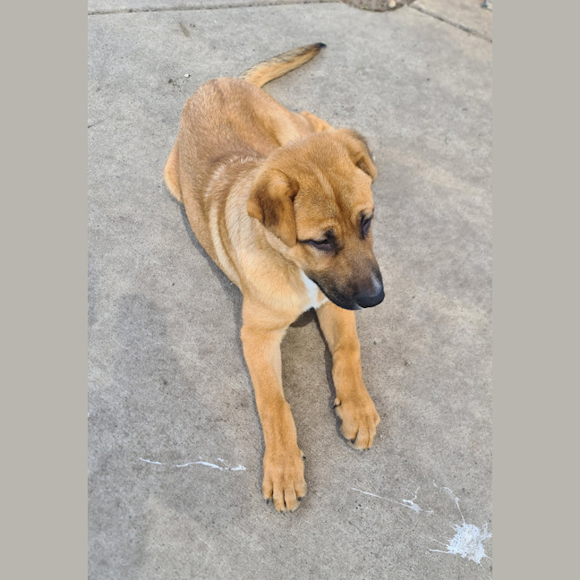 Photo of Samson 