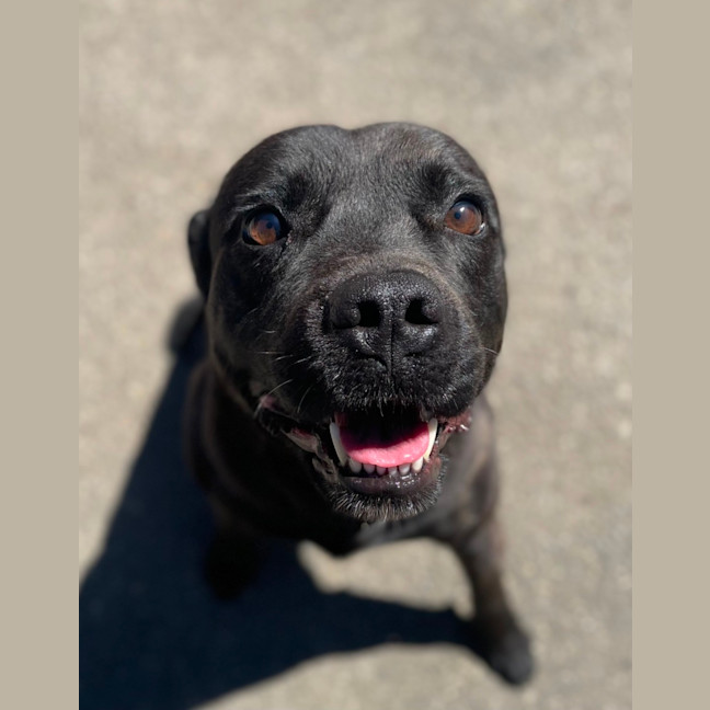 Photo of Mr. Biscuit