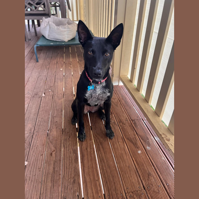 Photo of Willow