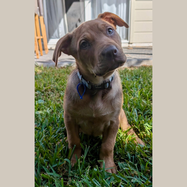 Photo of Franklin   9 Week Old Kelpie X Mastiff
