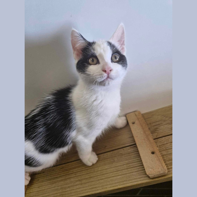 Photo of Vanilla   Burnie