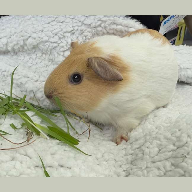 Photo of Latte