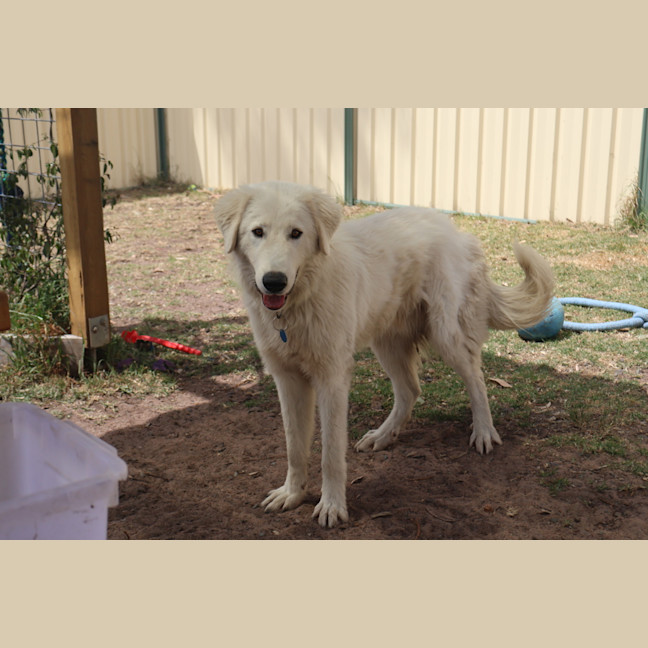 Photo of Belle